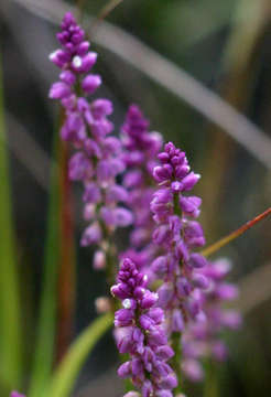 Image of <i>Polygala africana</i> Chodat