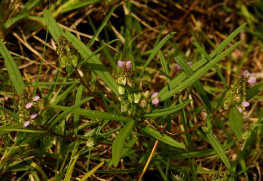 Image of Polygala albida Schinz