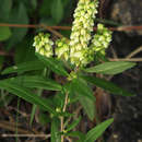 Image de Polygala albida subsp. albida