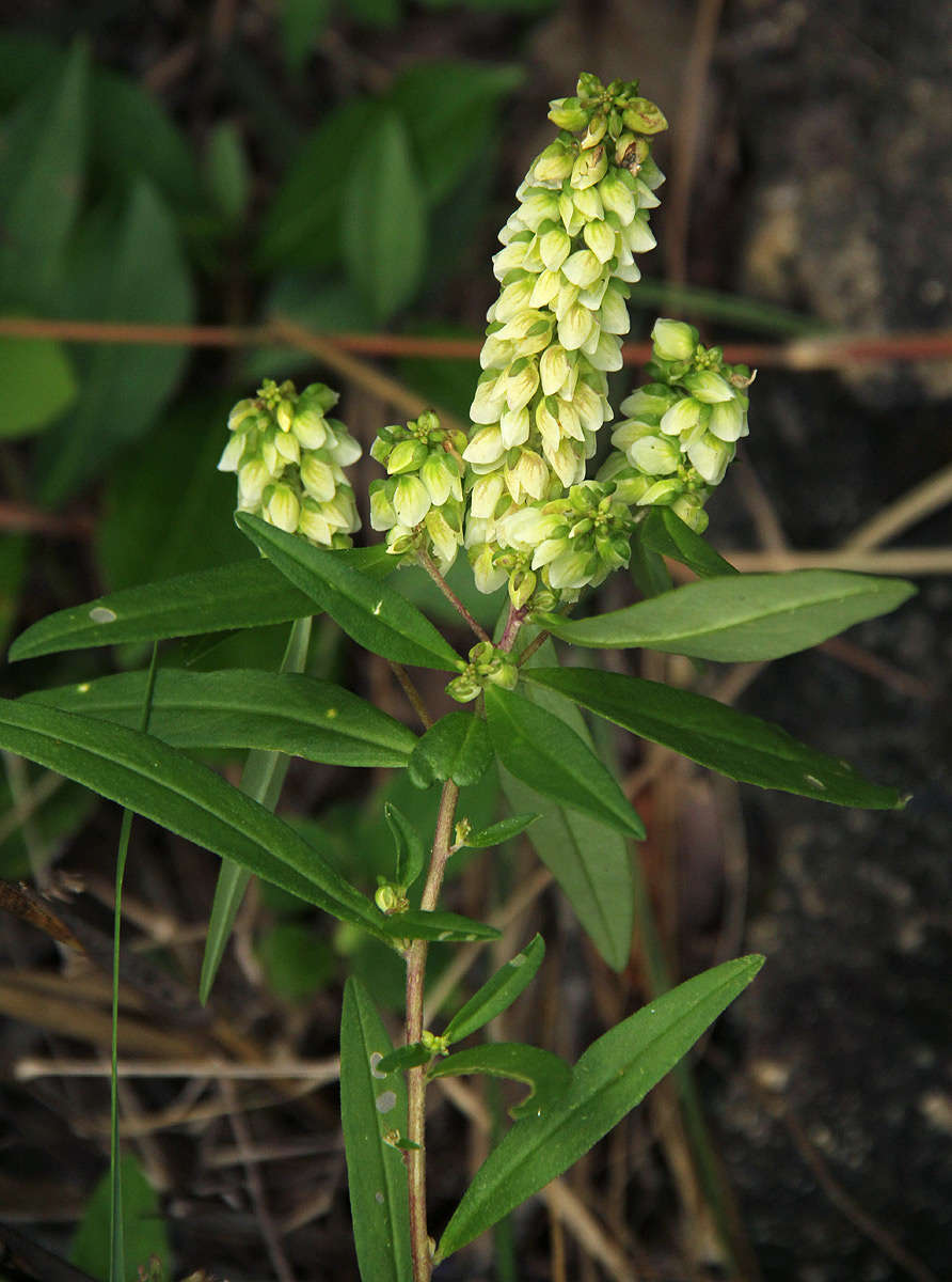 Imagem de Polygala albida Schinz