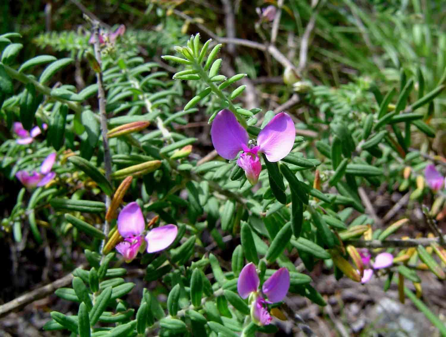 Image of Polygala gazensis E. G. Baker