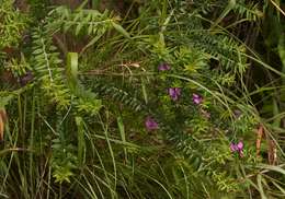 Слика од Polygala gazensis E. G. Baker