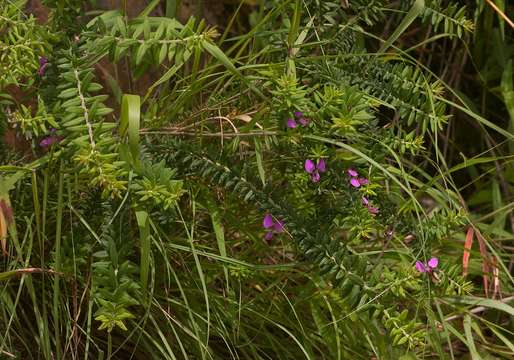 Image of Polygala gazensis E. G. Baker