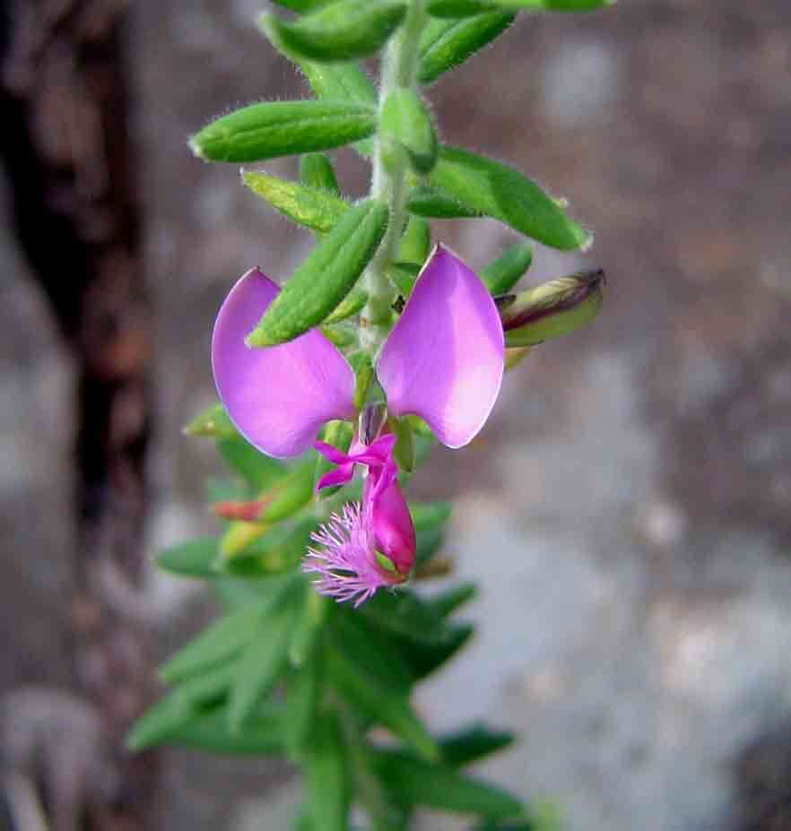 Image of Polygala gazensis E. G. Baker