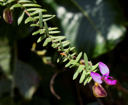 Image of Polygala gazensis E. G. Baker