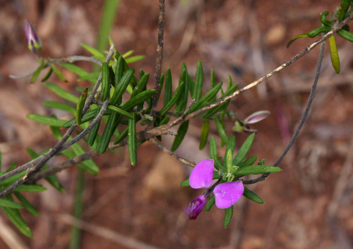 Слика од Polygala gazensis E. G. Baker