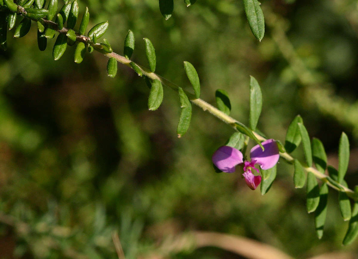 Image of Polygala gazensis E. G. Baker