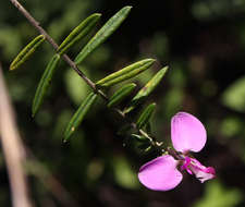 Image of Polygala gazensis E. G. Baker