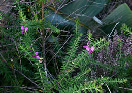 Слика од Polygala gazensis E. G. Baker