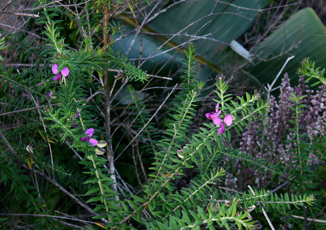 Image of Polygala gazensis E. G. Baker