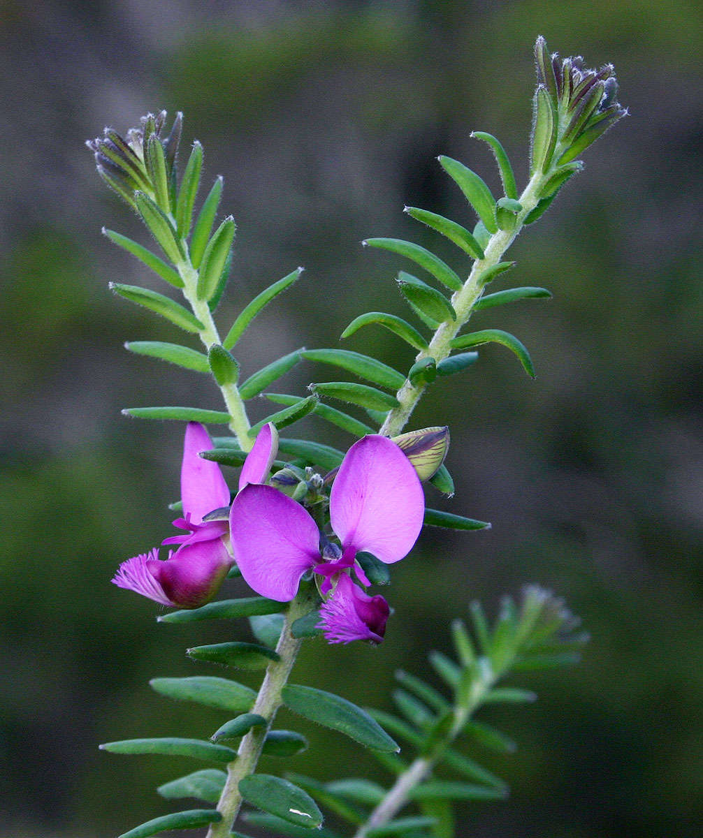 صورة Polygala gazensis E. G. Baker