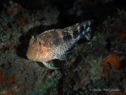 Image of Barred Blenny