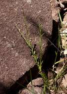 صورة <i>Polygala petitiana</i> A. Rich. ssp. petitiana var. petitiana