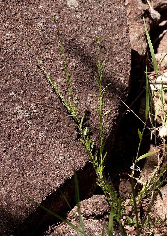 Image of <i>Polygala petitiana</i> A. Rich. ssp. petitiana var. petitiana