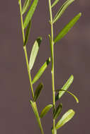 صورة <i>Polygala petitiana</i> A. Rich. ssp. petitiana var. petitiana