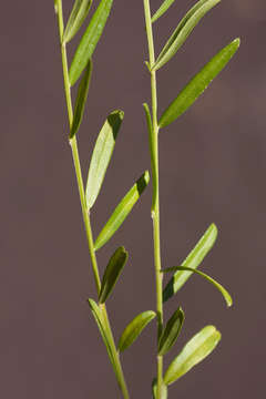 Image of <i>Polygala petitiana</i> A. Rich. ssp. petitiana var. petitiana