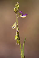 صورة <i>Polygala petitiana</i> A. Rich. ssp. petitiana var. petitiana