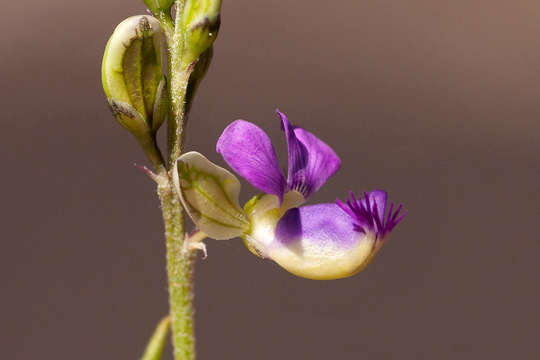 Image of <i>Polygala petitiana</i> A. Rich. ssp. petitiana var. petitiana