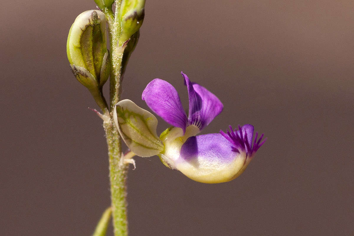 صورة <i>Polygala petitiana</i> A. Rich. ssp. petitiana var. petitiana