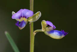 Image of <i>Polygala petitiana</i> A. Rich. ssp. petitiana var. petitiana