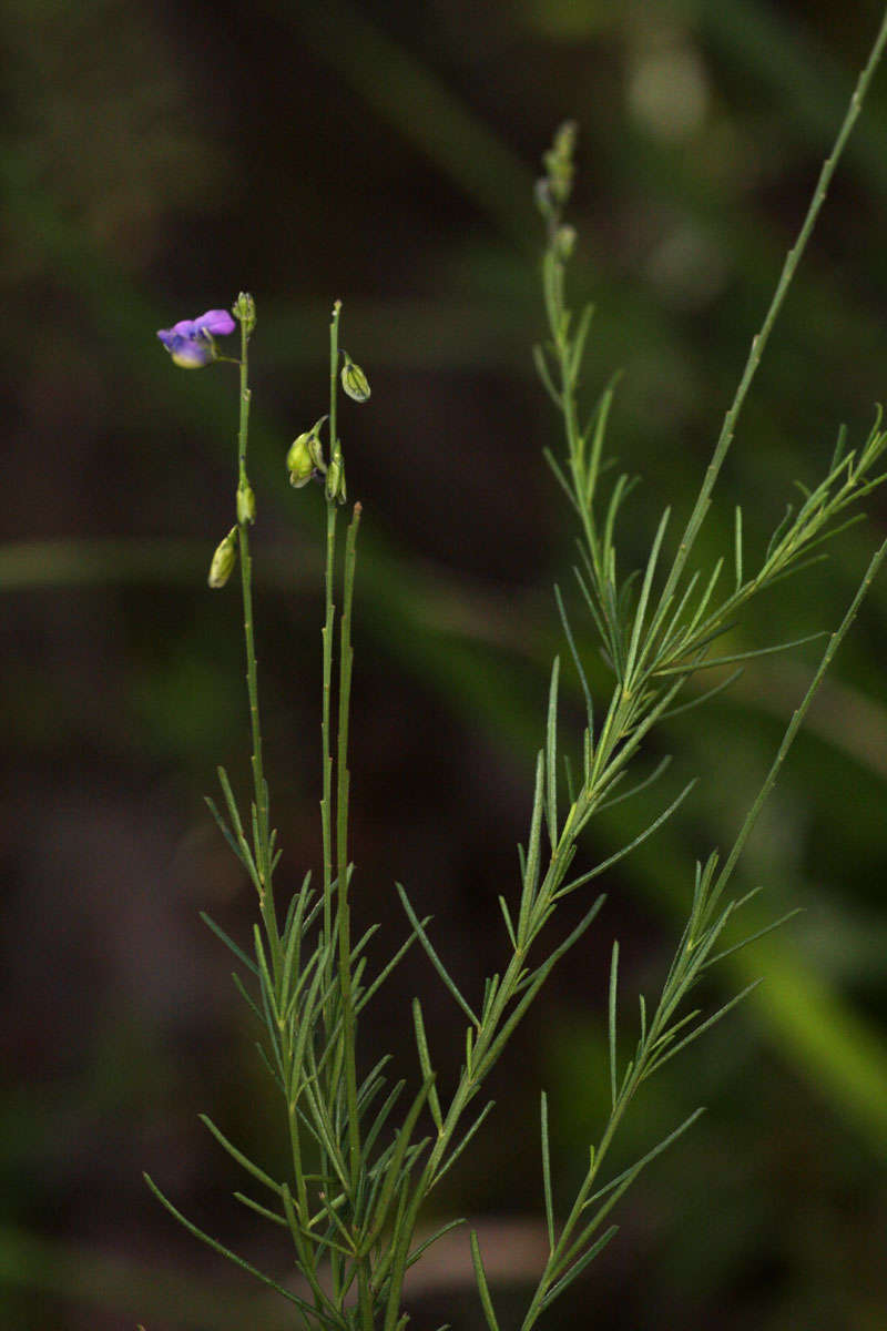 Image of <i>Polygala petitiana</i> A. Rich. ssp. petitiana var. petitiana