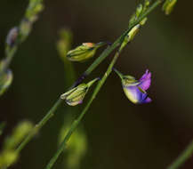 صورة <i>Polygala petitiana</i> A. Rich. ssp. petitiana var. petitiana