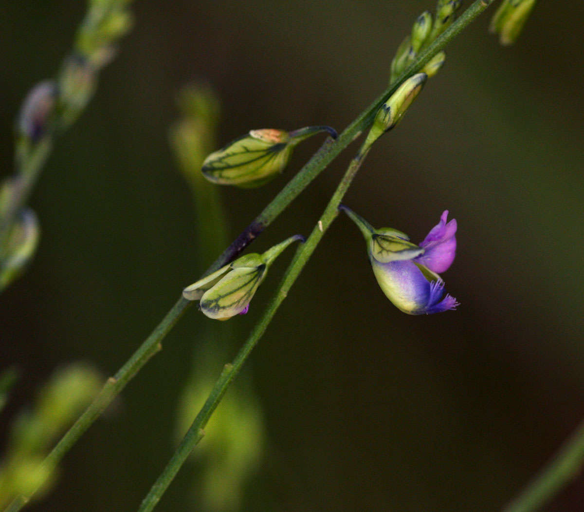 Image of <i>Polygala petitiana</i> A. Rich. ssp. petitiana var. petitiana