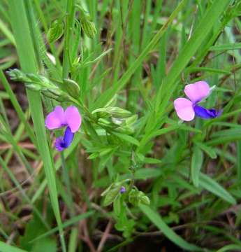 Image of <i>Polygala rehmannii</i> Chodat