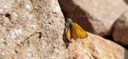 Image of Morrocan Small Skipper