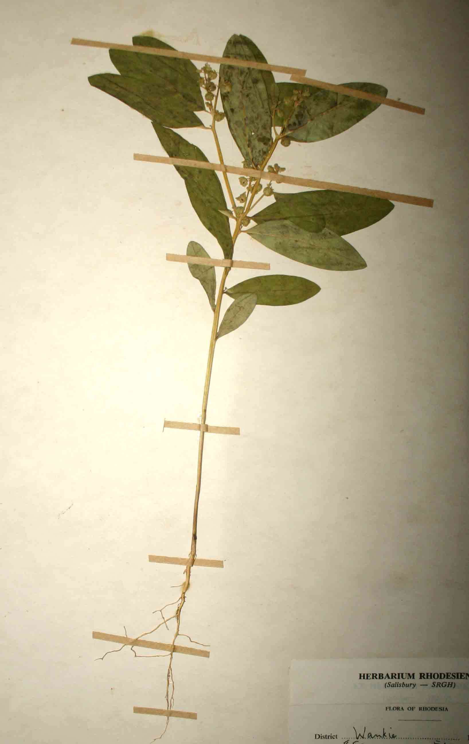 Image of Polygala robsonii Exell