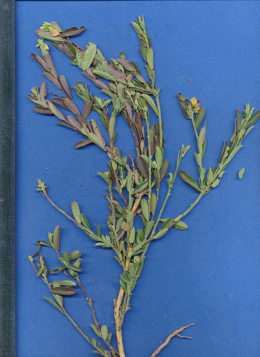 Image of <i>Polygala <i>senensis</i></i> Klotzsch var. senensis