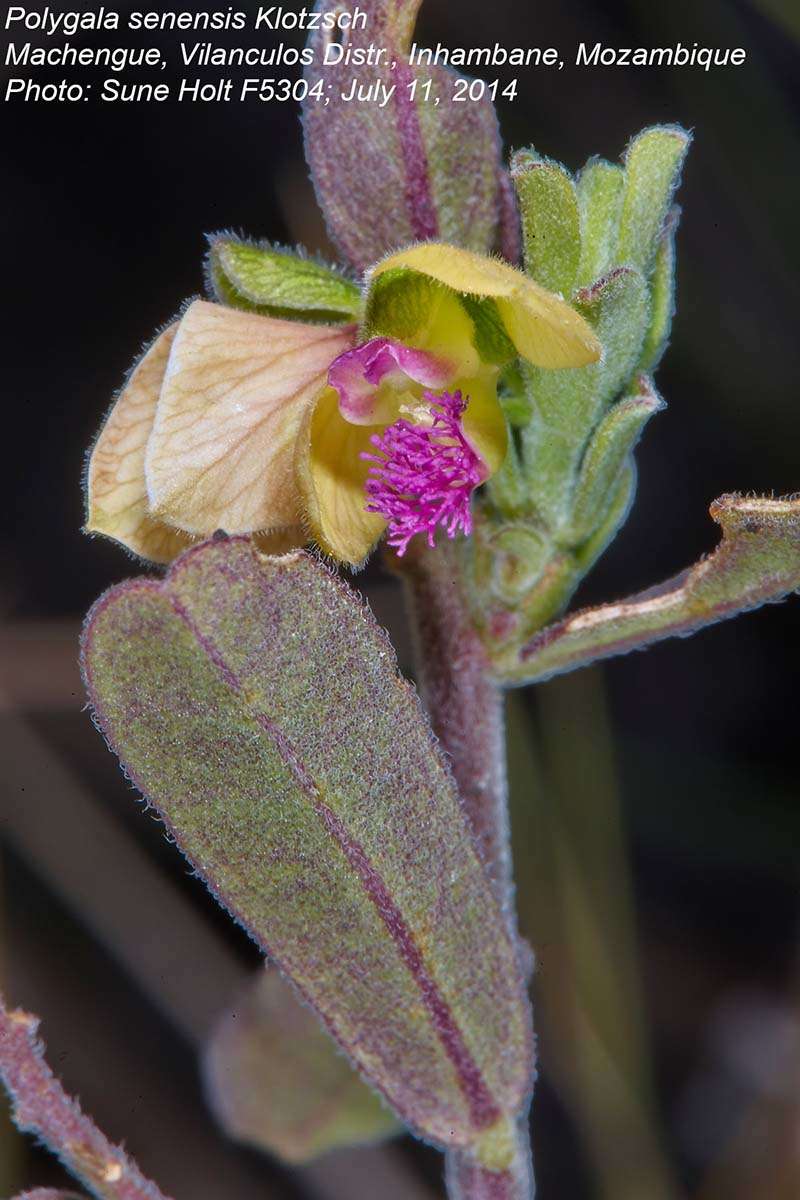 Image of <i>Polygala <i>senensis</i></i> Klotzsch var. senensis