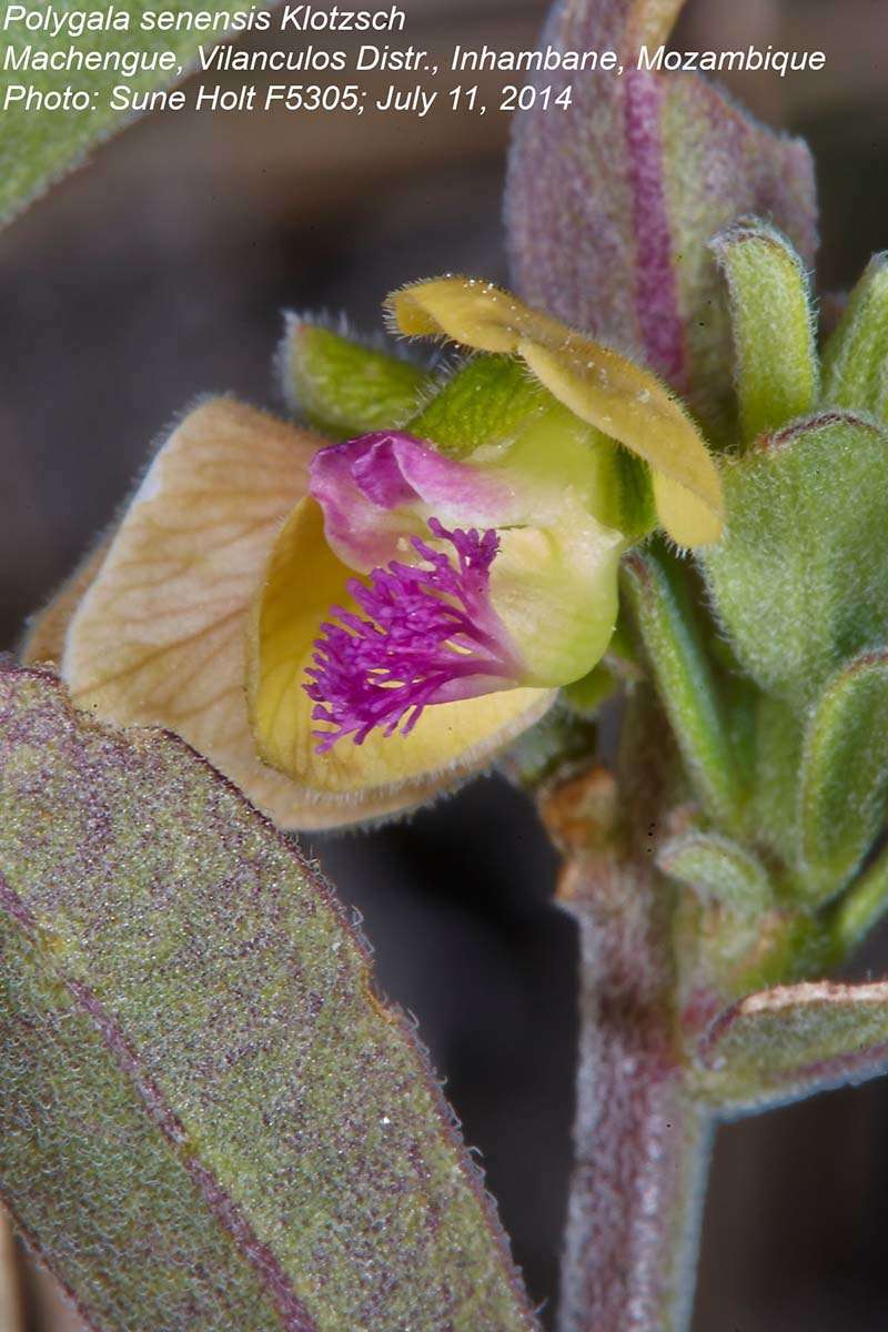 Image of <i>Polygala <i>senensis</i></i> Klotzsch var. senensis