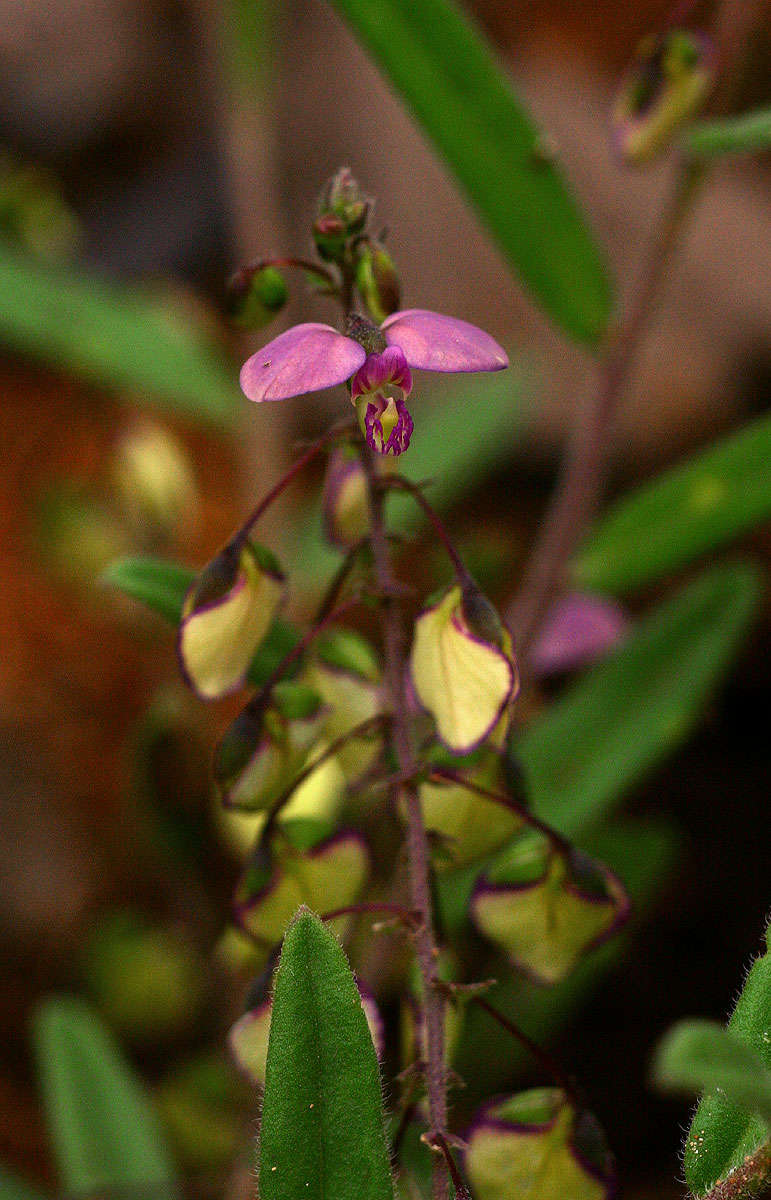 Image of Polygala sphenoptera Fresen.