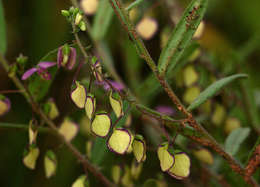 Image of Polygala sphenoptera Fresen.