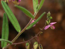 Image of Polygala sphenoptera Fresen.