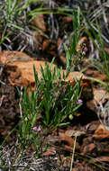 Image of Polygala sphenoptera Fresen.