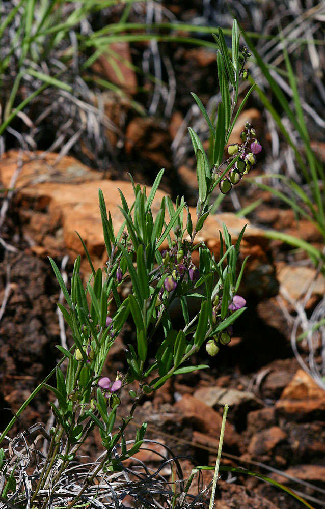 Image of Polygala sphenoptera Fresen.