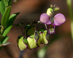 Image of Polygala sphenoptera Fresen.