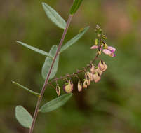 Image of Polygala sphenoptera Fresen.