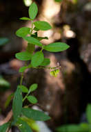 Image of Polygala sphenoptera Fresen.