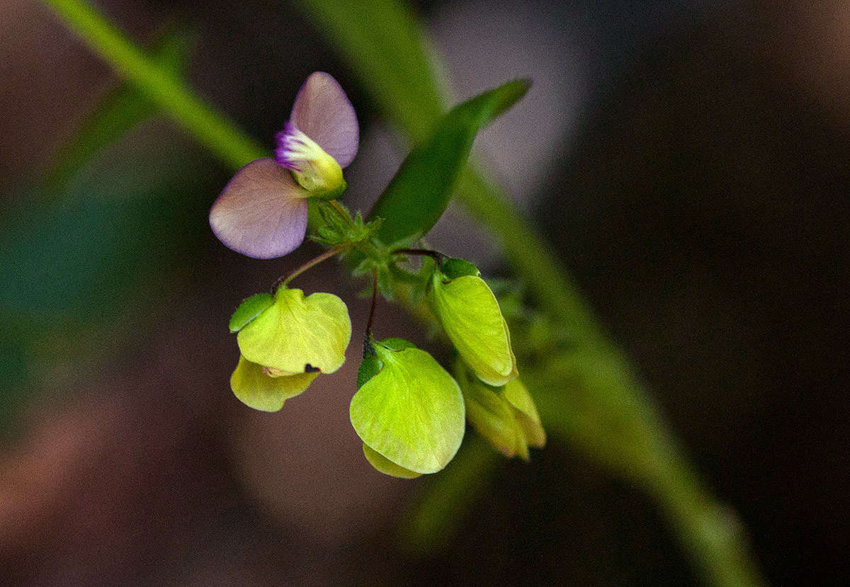 Image of Polygala sphenoptera Fresen.