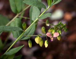 Image of Polygala sphenoptera Fresen.