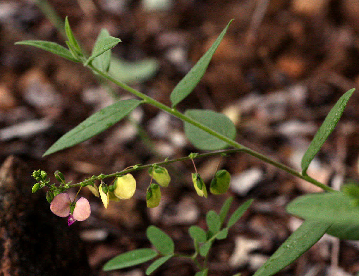 Image of Polygala sphenoptera Fresen.