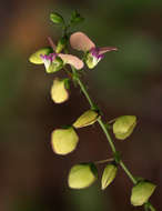 Image of Polygala sphenoptera Fresen.