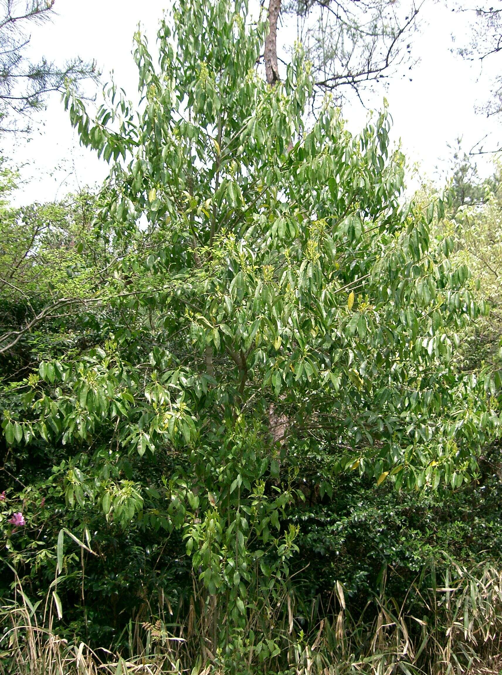 Plancia ëd Ilex chinensis Sims