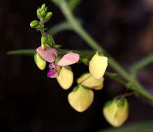 Image of Polygala sphenoptera Fresen.