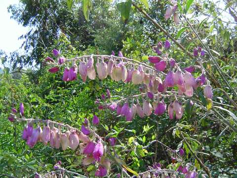 Sivun Polygala virgata Thunb. kuva