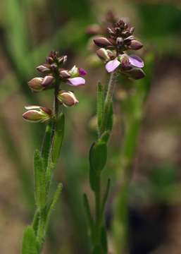 Image of <i>Polygala wilmsii</i> Chodat