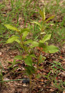 Imagem de Dichapetalum rhodesicum Sprague & Hutchinson